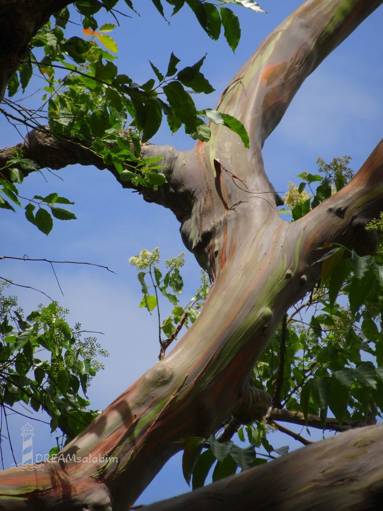 Rainbow Eucalyptus Tree Maui Hawaii (1)