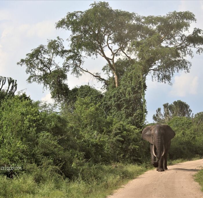 Afrika Uganda Queen Elizabeth National Park