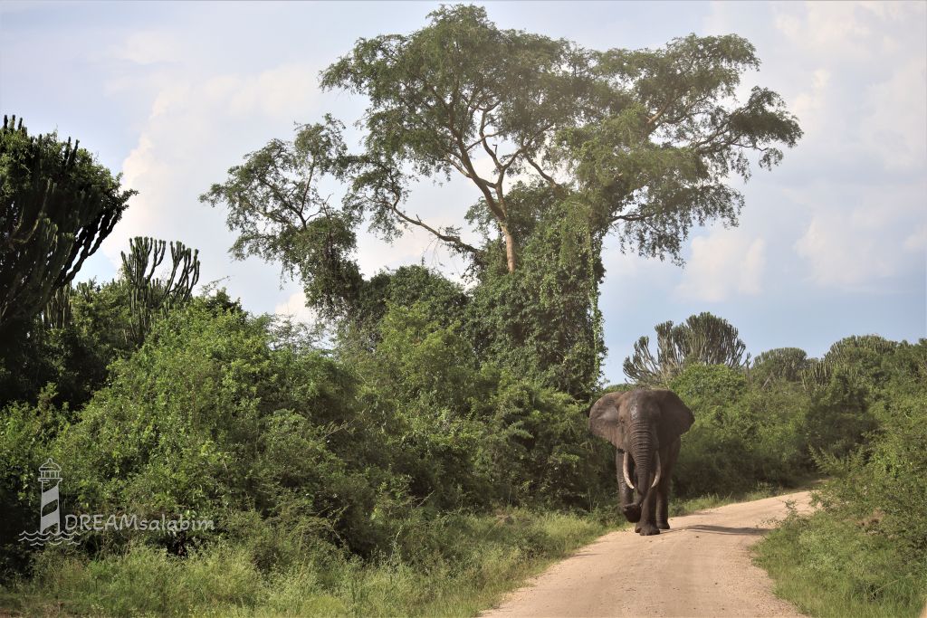 Afrika Uganda Queen Elizabeth National Park