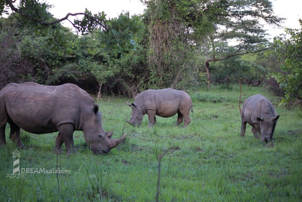 Afrika Uganda_Ziwa Rhino Sanctuary