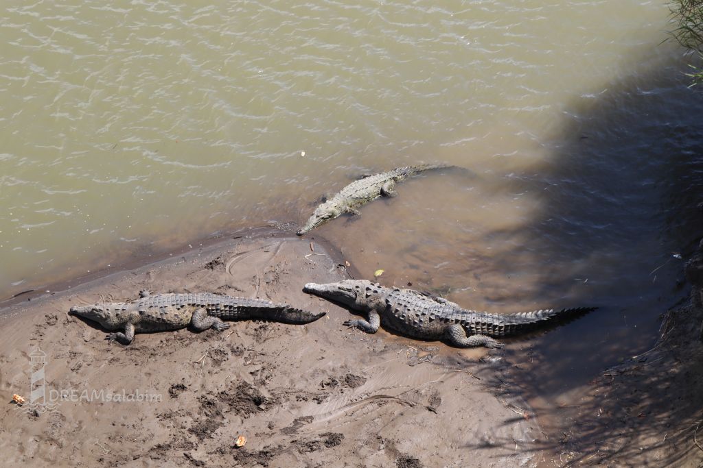Costa Rica Crocodile Bridge bei Tarcoles