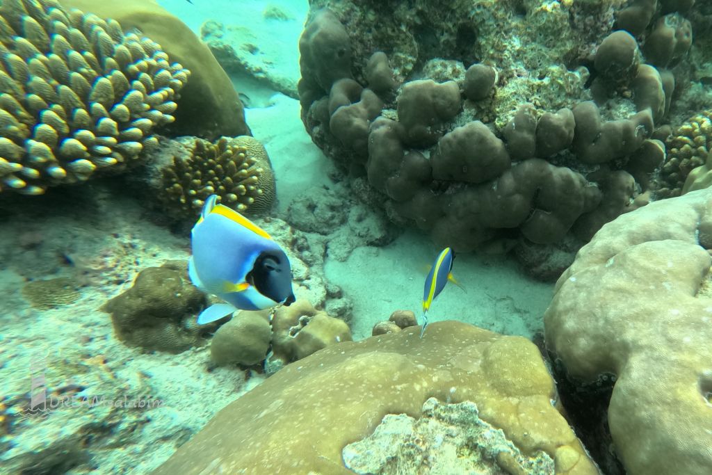 Filitheyo Island Resort Unterwasserwelt