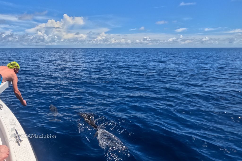 Malediven Walhai
